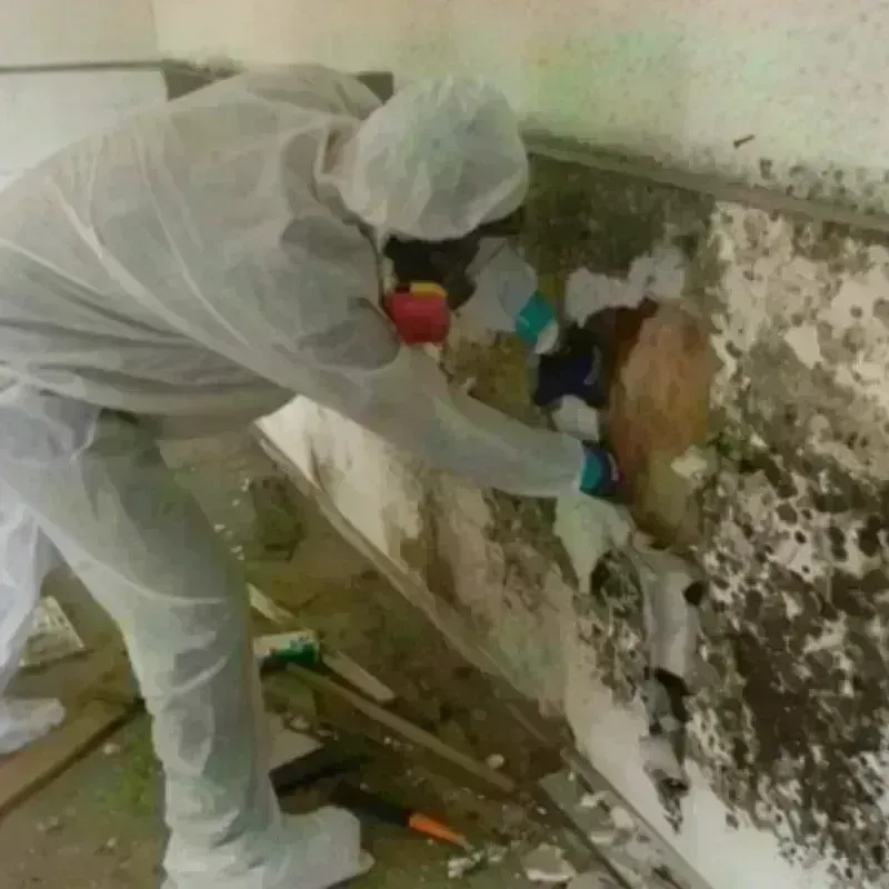 Mold Remediation and Removal in Poplar Grove, IL